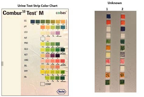 A negative result means the drug, or drugs, in question were not detected. unknown urine samples using the urine samples and cheggcom