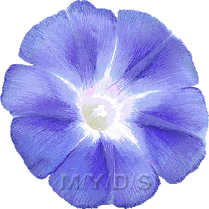 朝顔の花 アサガオの花のイラスト 条件付フリー素材集