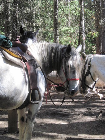 sombrero ranch reviews reviews of sombrero ranch tripadvisor Sombrero Ranch, Grand Lake 337x450