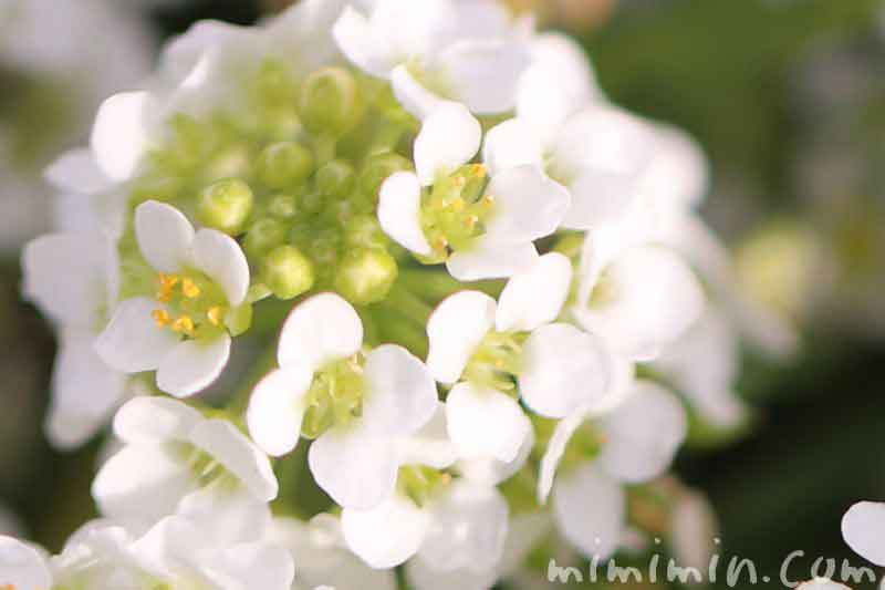 アリッサム スイート アリッサム の花言葉 名前の由来 誕生花 みみみんブログ
