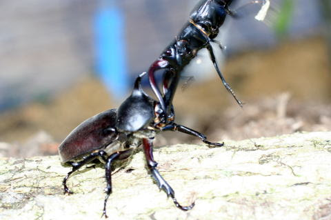 戦うカブトムシ高画質な画像まとめ 写真まとめサイト Pictas