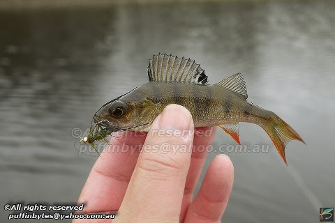 European Perch - Perca fluviatilis