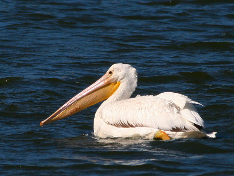 American White Pelican