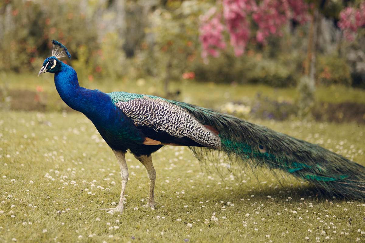 Suffolk Woodland Fairy Wedding Peacock at Otley Hall - www.helloromance.co.uk