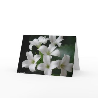 White Flowers card