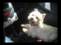Zitat Abschied Hund