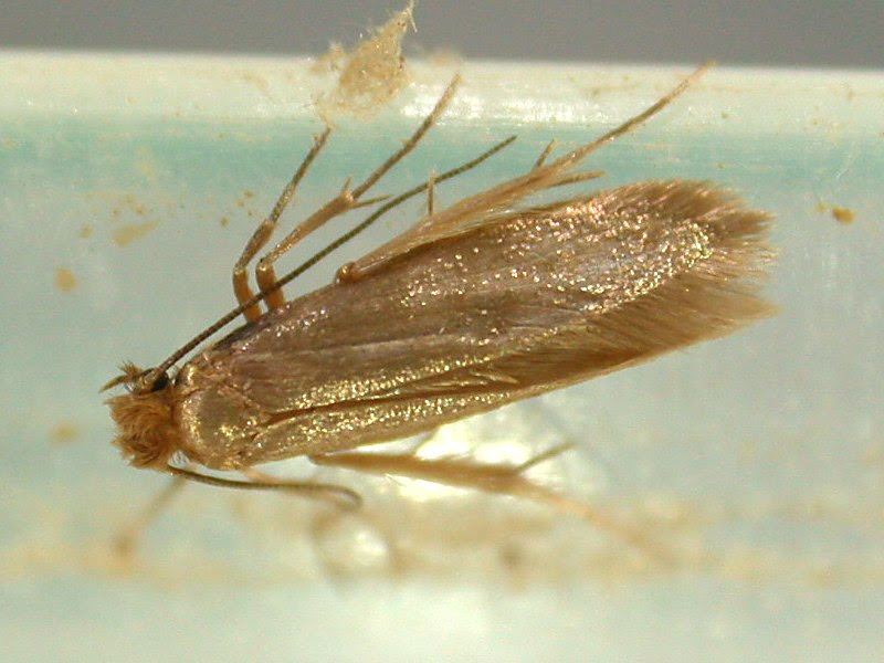 ヒメカツオブシムシを幼虫から駆除しよう 大量発生する害虫を根こそぎ退治する方法 お役立ち 季節の耳より情報局