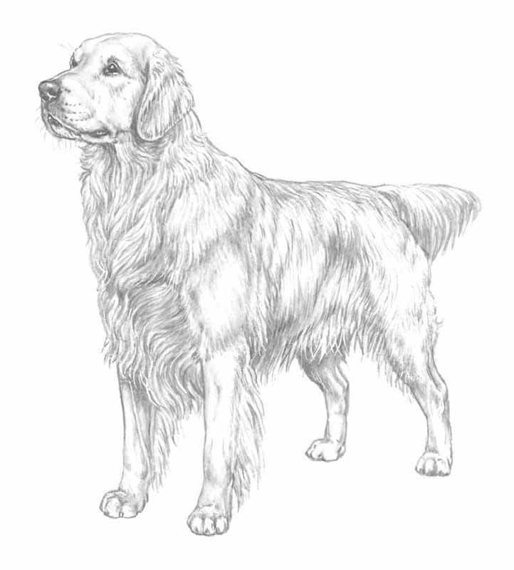 Realistic golden retriever dog coloring pages
