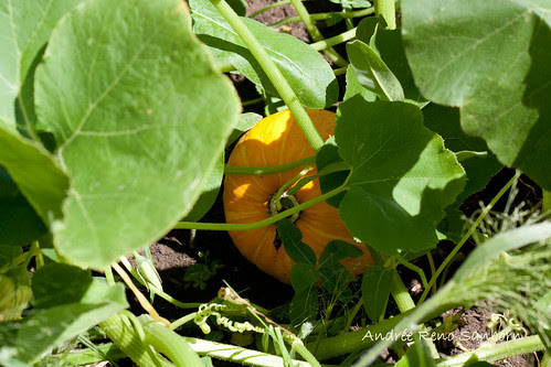 Red Kuri Squash-2.jpg