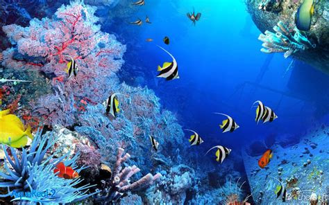 wallpaper aquarium  bergerak pc