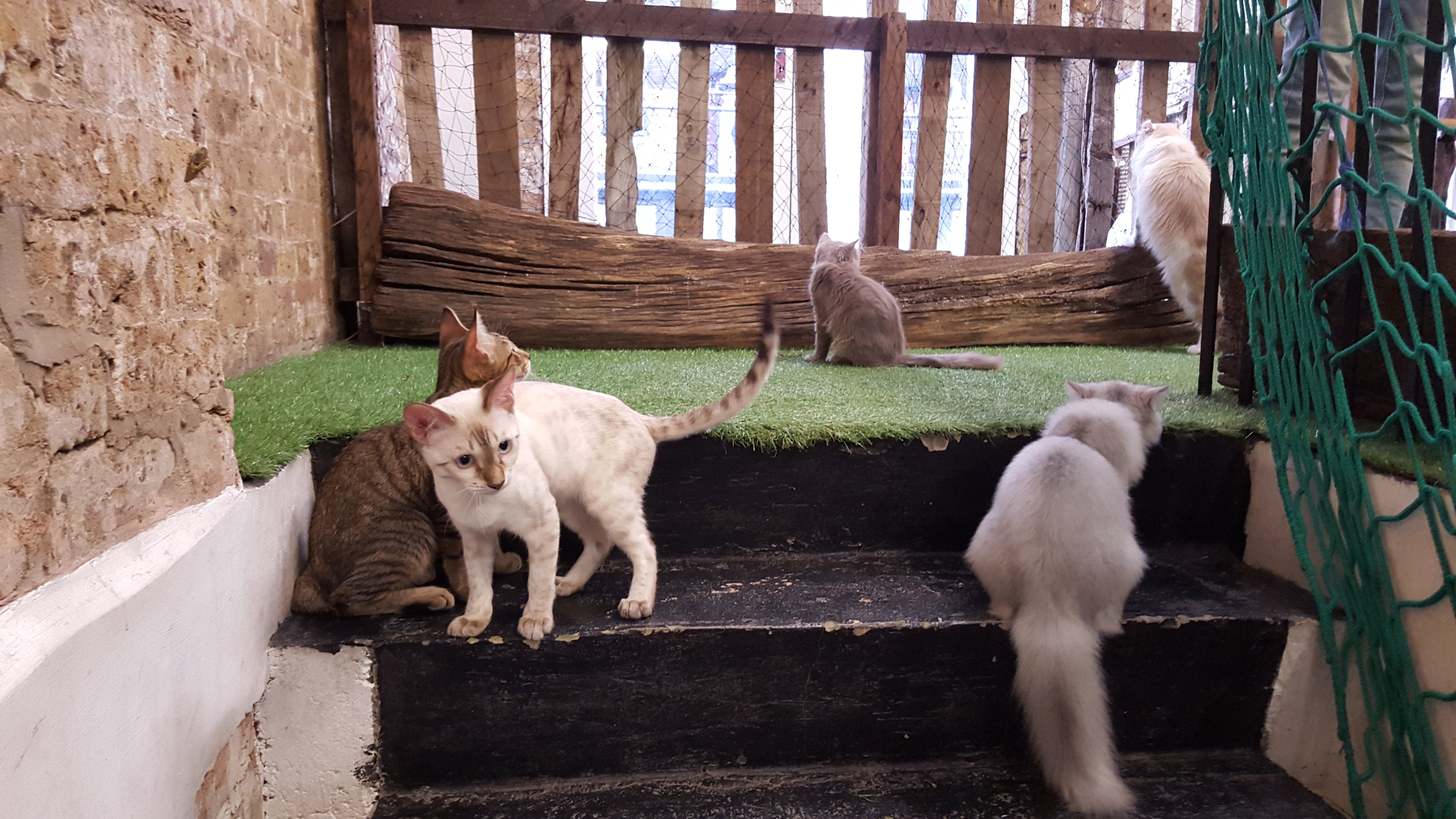 A Visit to London  Cat  Village The Capital s Latest Cat  