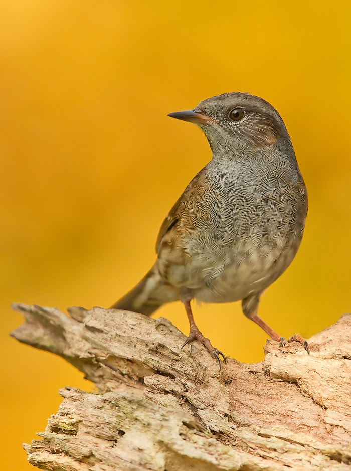 nature photography, view community,