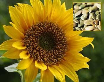 food that boost energy
