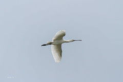 白琵鷺 Eurasian spoonbill