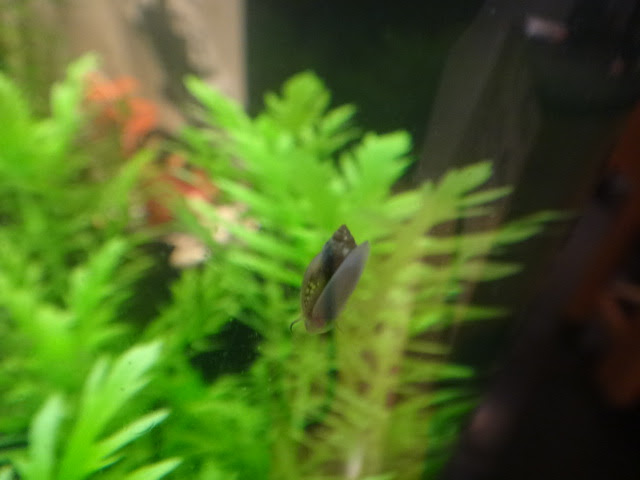 Aquarium Envahit D Escargots A L Aide