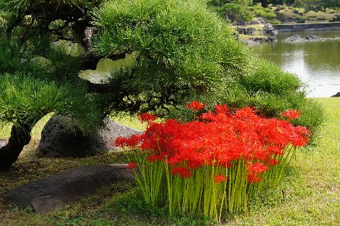 彼岸花と東京タワー 旧芝離宮庭園