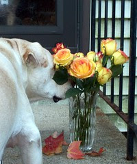 Zeus_Roses_1008_smellB