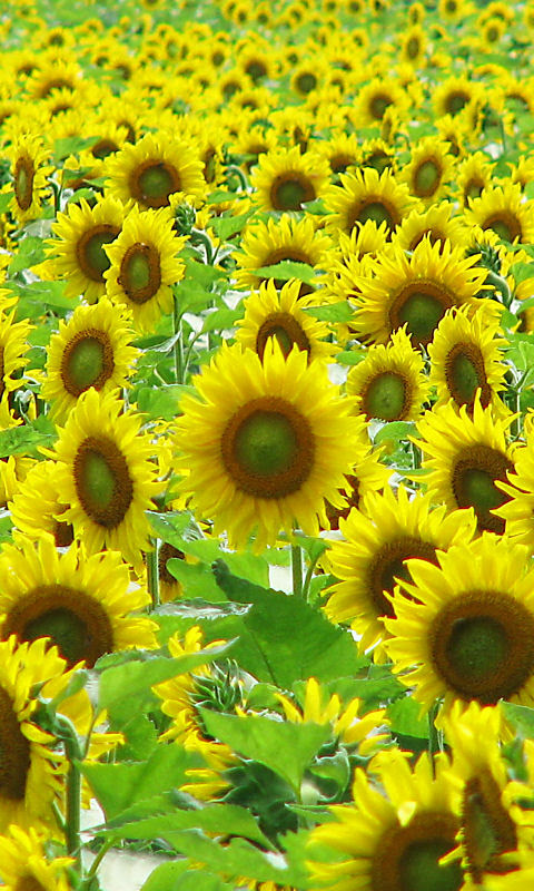 ひまわり畑携帯待受画像 無料壁紙