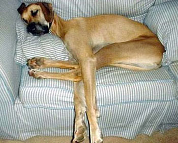 http://img.metro.co.uk/i/pix/galleries/petsfunny/longlegs_350x280.jpg