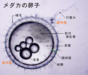 メダカの卵の変化 1 メダカの発生 卵割 胚体形成