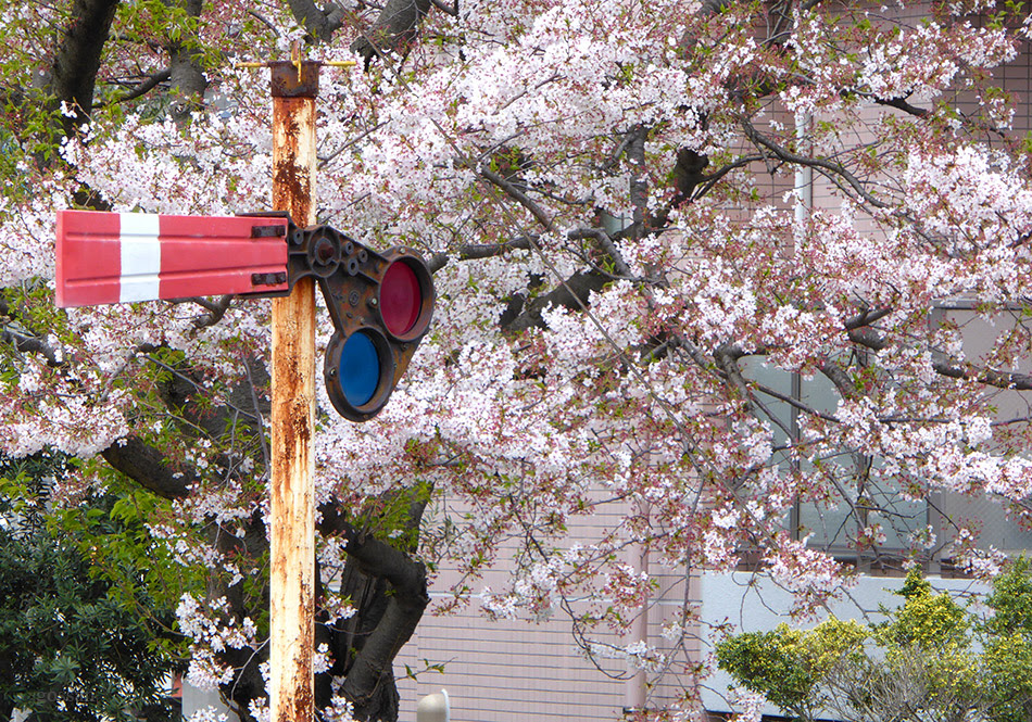サクラ チル 腕木式信号機と桜 ごっさん居眠り中