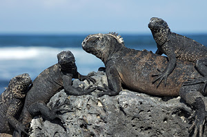 Iguana. Galapago salos, Ekvadoras