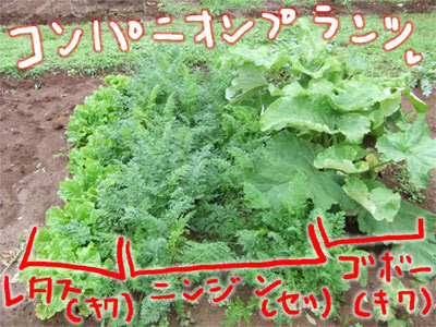 素人さんの家庭菜園 コンパニオンプランツ