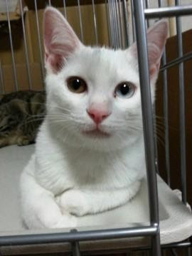 東京都 真っ白な美しい女の子 名前はマ 猫の里親募集 ネコジルシ