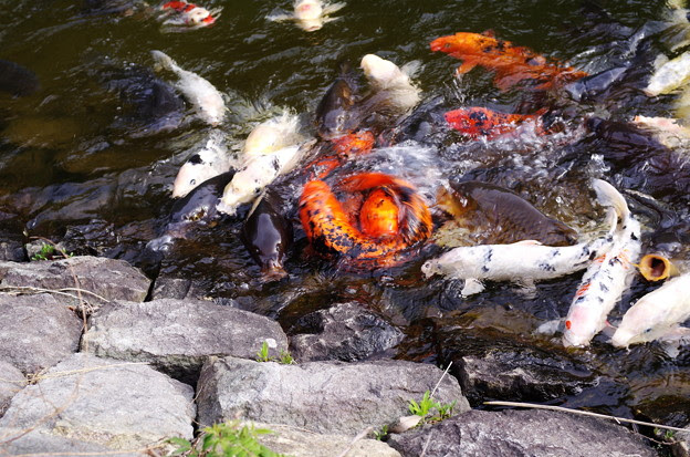 写真: IMGP5548