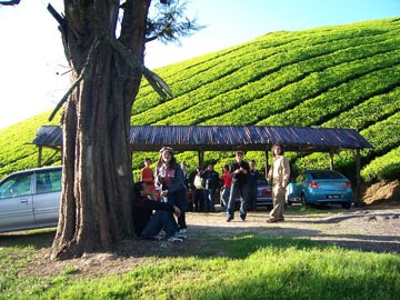 Cameron Highlands