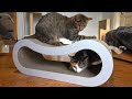 √99以上 猫 クリスマス プレゼント 283394-猫 クリスマス プレゼント