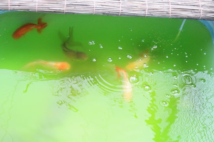 金魚飼育 青水って いいの 悪いの 小さな巨人と ささやかな出来事