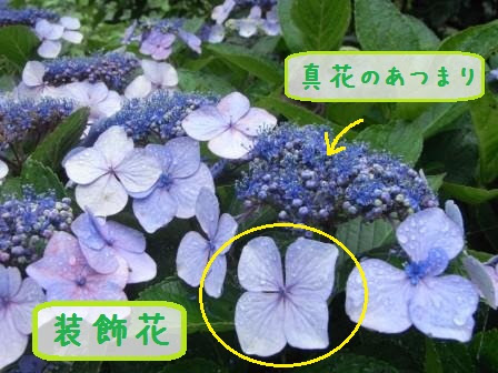アジサイの開花のひみつ アジサイ科アジサイ属 日直いきものぶろぐ