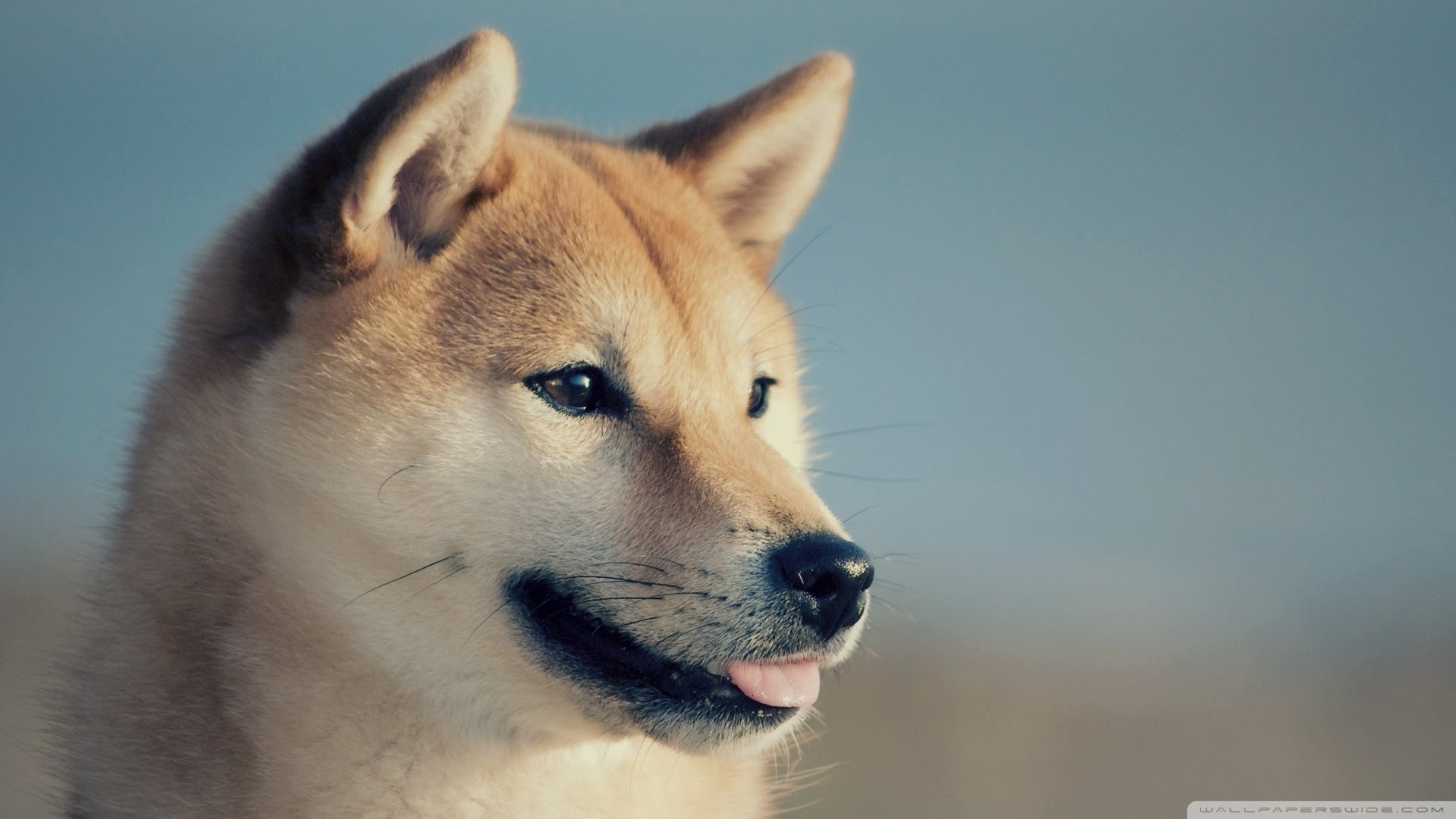 Doge Wallpaper 1920x1080 (87+ images)