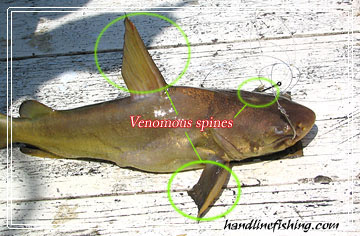 Dangerous Fishes