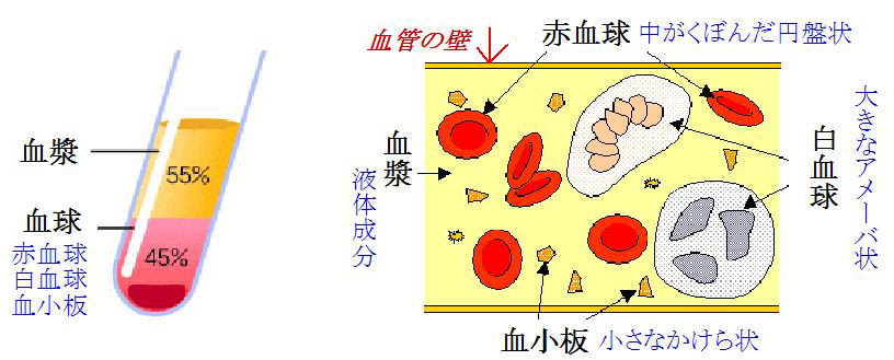 血液循環のはなし