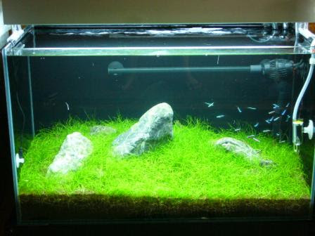 アクアリウム ショートヘアグラス 植え方 気ままなにアクアリウム