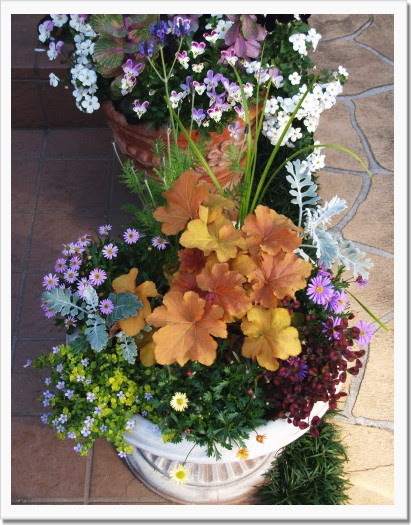 ブラキカム ヒューケラの寄せ植え 写真共有サイト フォト蔵