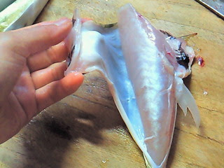 下ごしらえ サバフグ フグなのに毒が無いのだ 漁師直送 漁吉丸のイキな漁師と魚たち