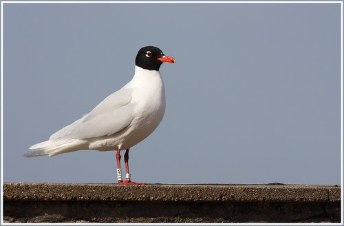 Mouette mélanocéphale.