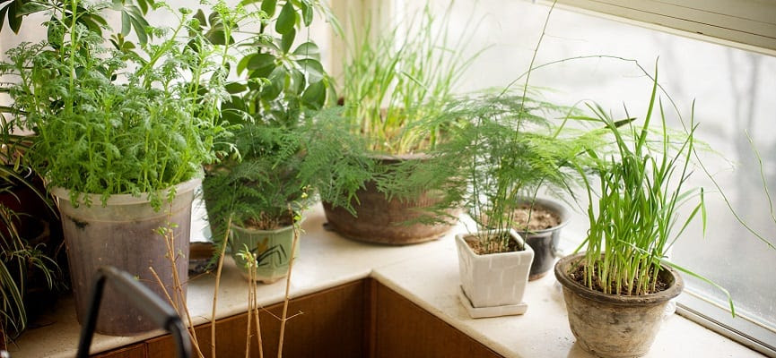 Tanaman Untuk Didalam Ruangan Hardworkingart Tanaman Untuk Didalam Ruangan Hardworkingart