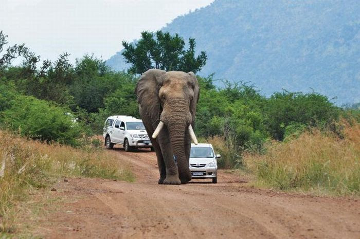 Never Overtake an Elephant (7 pics) Never Overtake an Elephant (7 pics)