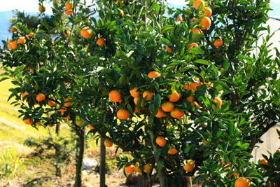 ウンシュウミカンの育て方 庭植え 品種選び 剪定で毎年収穫 初心者の果樹栽培 庭植え鉢植えで大収穫