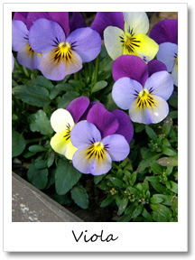 パンジー ビオラの種まき 花と雑貨の情報館