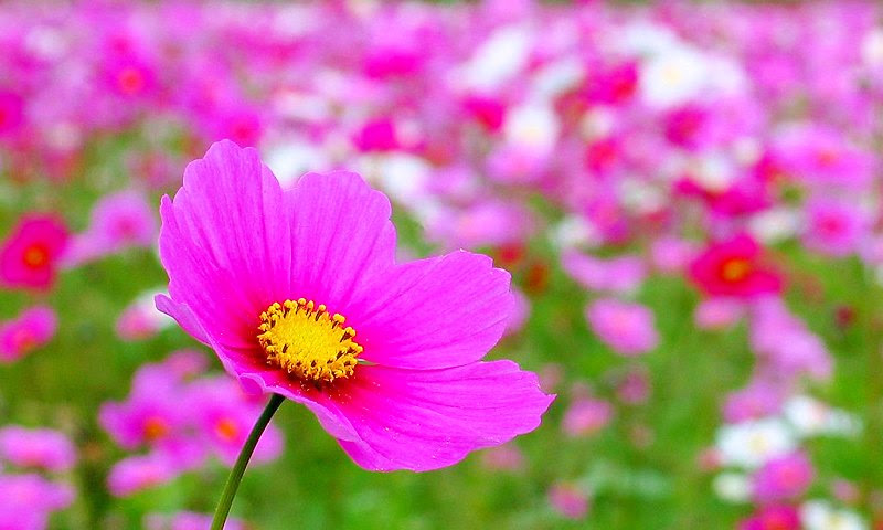 コスモスの花 Wvga 800 480 壁紙 携帯待受画像 兵庫と神戸の写真ブログ