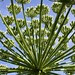 Giant Hogweed