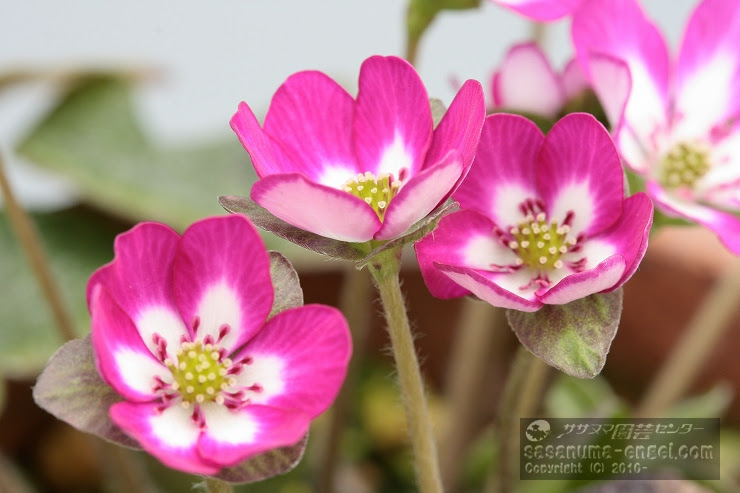 雪割草植え替え教室 のご案内 参加費無料 雪割草 山野草 園芸資材のササヌマ園芸センター