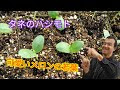 √完了しました！ 種 植え 890448-種 植える