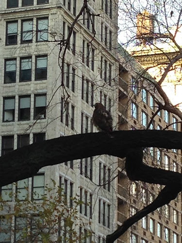 A hawk, Union Square Park