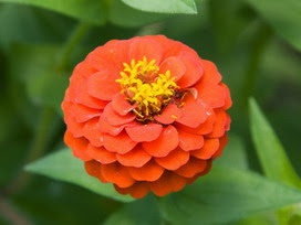 百日草の花言葉 百日草の花言葉と名前の由来